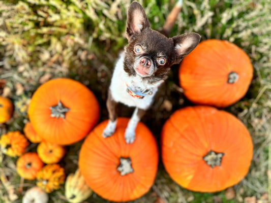 Tipps für herbstliche Hundefotos