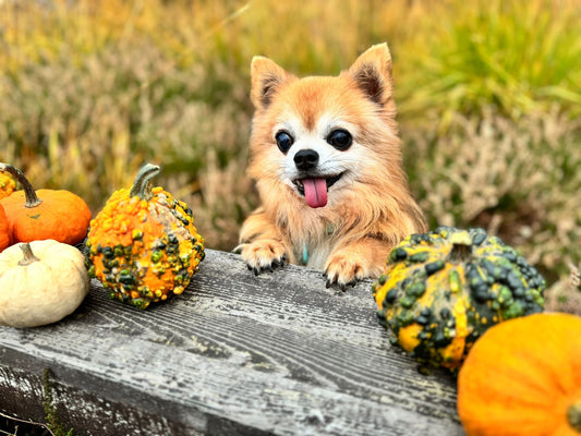 Fellpflege im Herbst