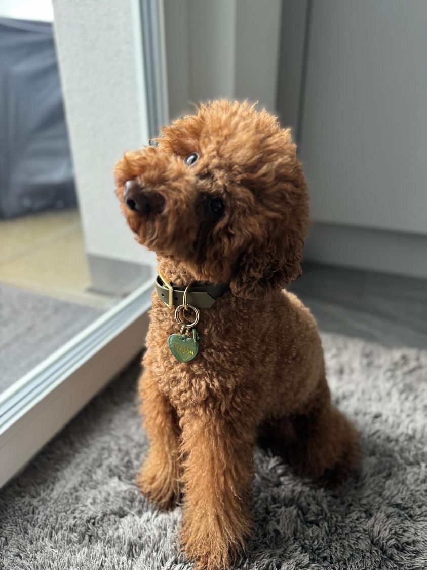 Halsband Biothane Olivgrün