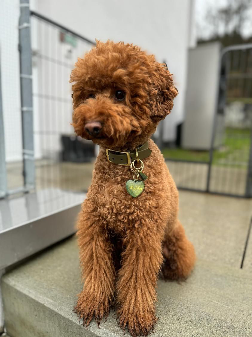 Hundemarke personalisiert Oliv Lover