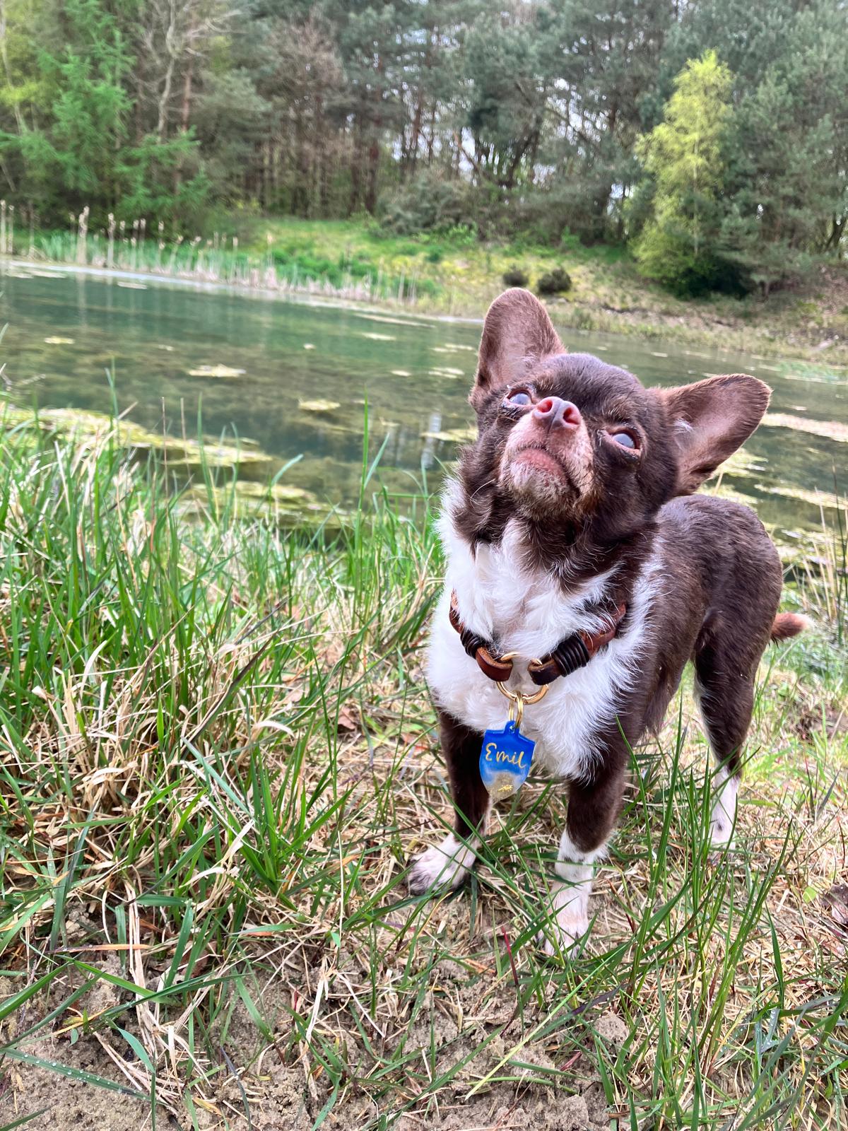 Hundemarke personalisiert Beach Day