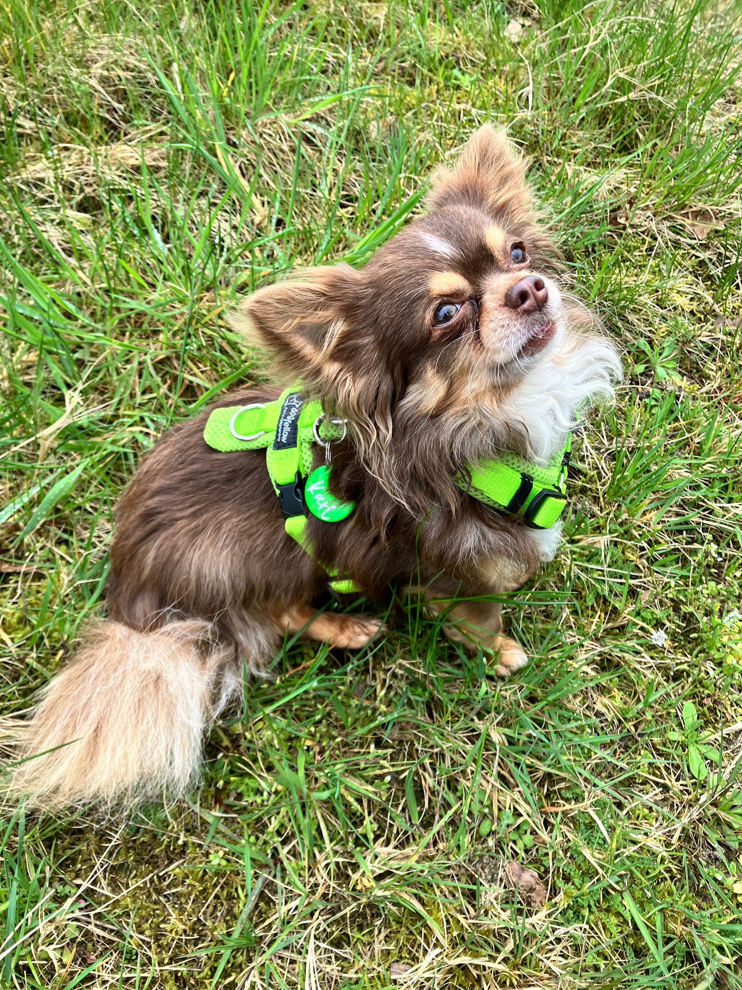 Hundemarke personalisiert Apple Moon