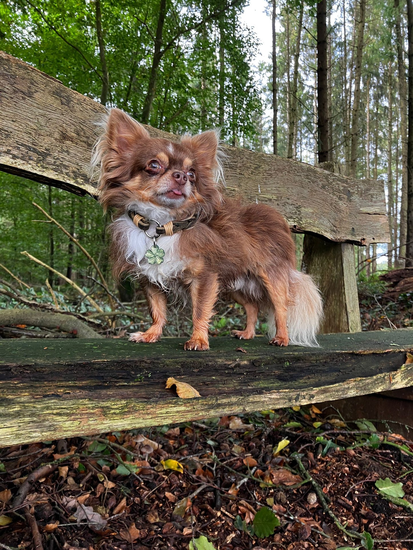 Markenhalsband Leder Pink