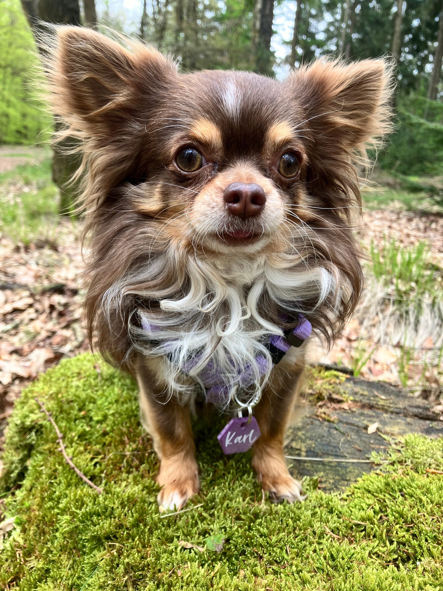 Hundemarke personalisiert Velvet Polygon