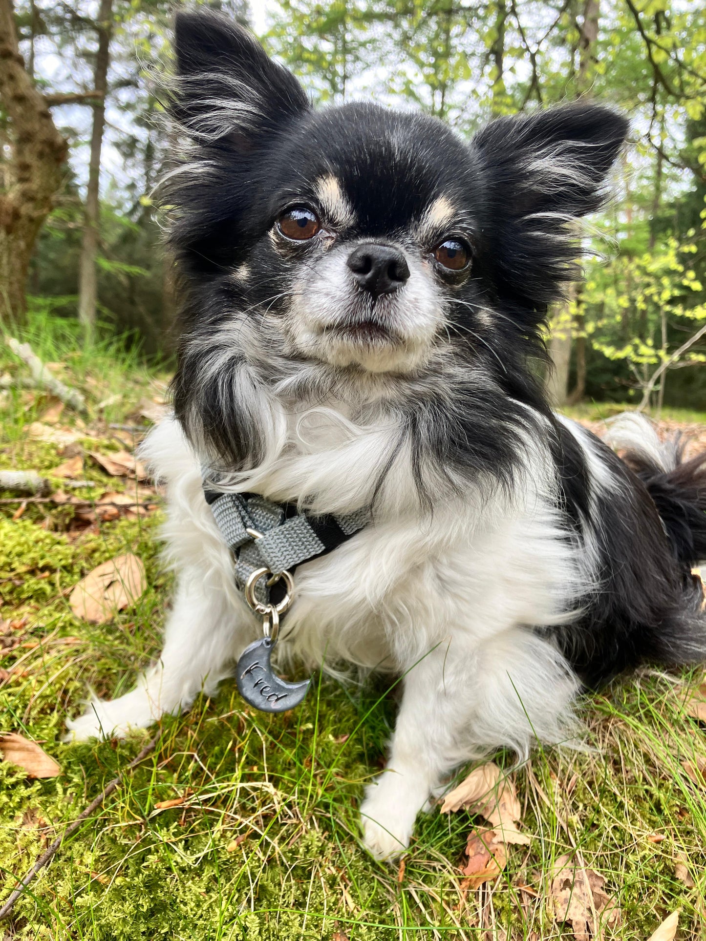 Hundemarke personalisiert Silver Moon