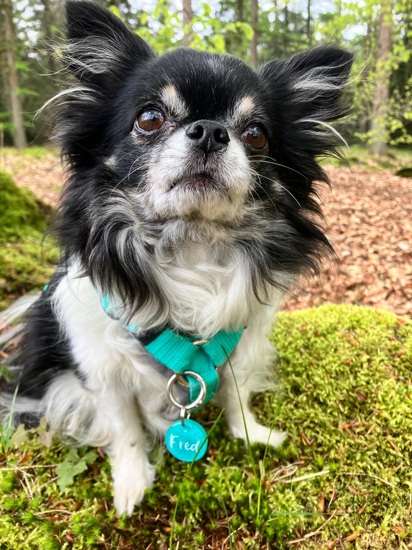 Hundemarke personalisiert Minty Mini