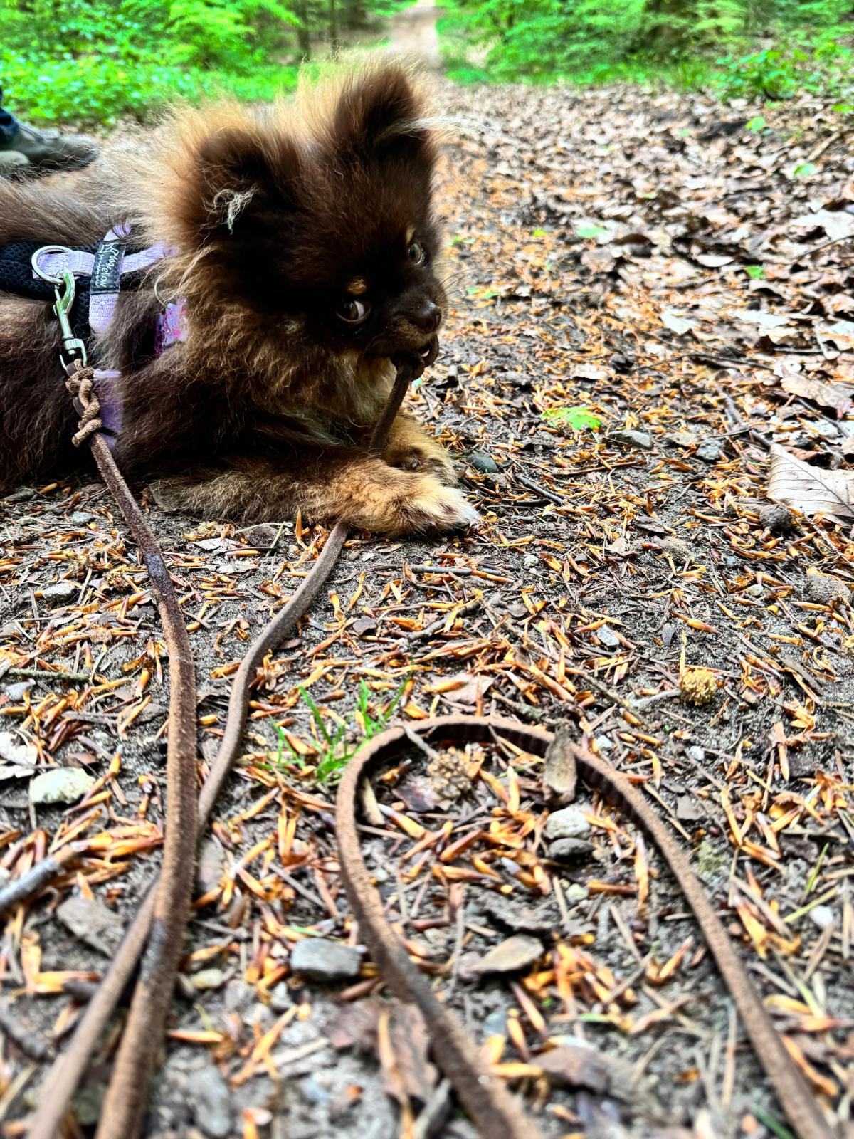 Mini Schleppleine aus Leder