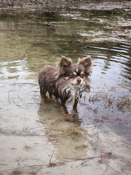 Karl der Chihuahua im Wasser