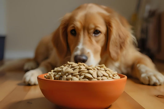 Kürbiskerne für Hunde: Ein kleiner Snack mit großem Nutzen