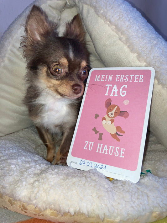 Hund kaufen: Ein umfassender Leitfaden