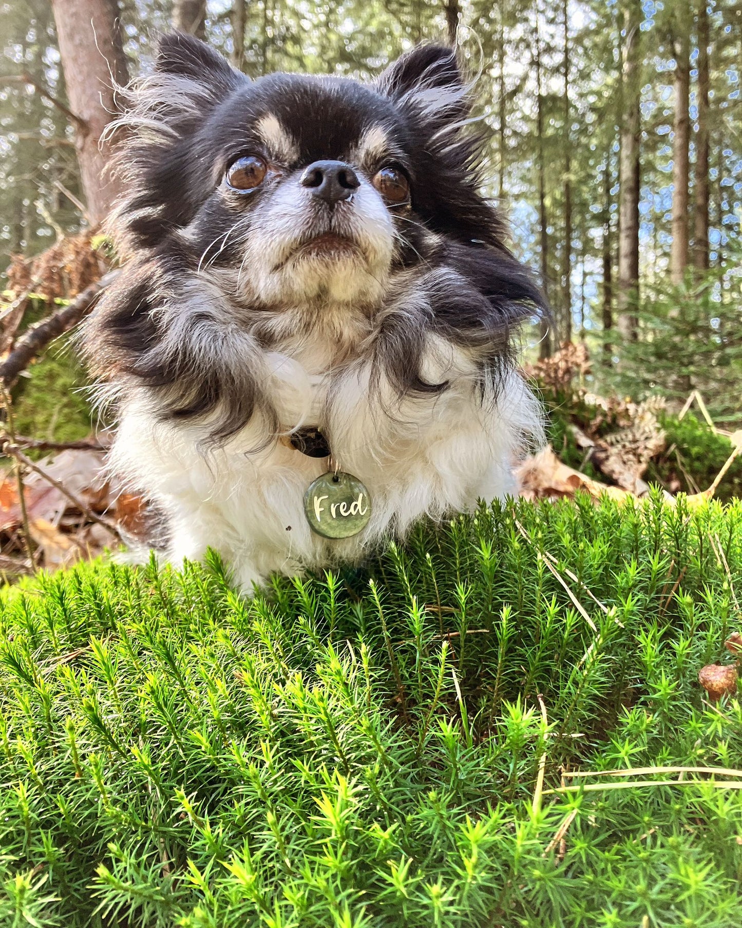 Hundemarke Oliv Mini