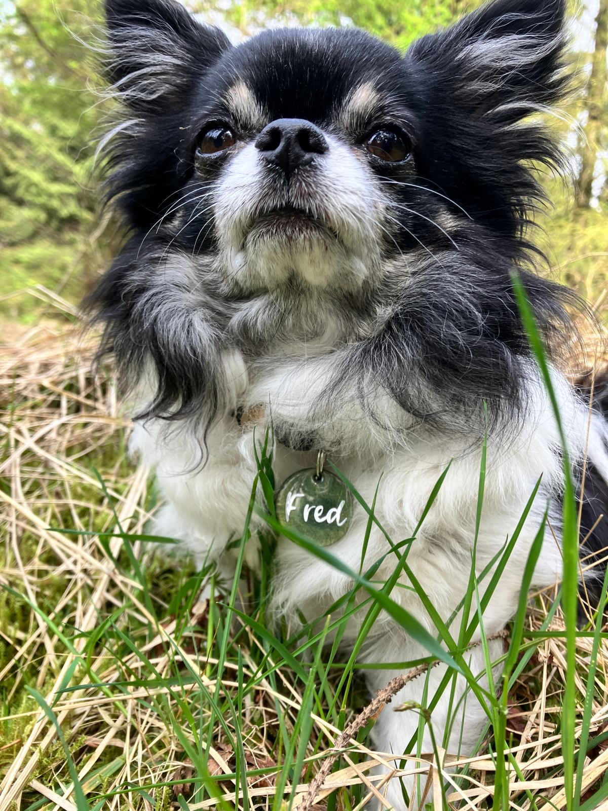 Hundemarke Oliv Mini