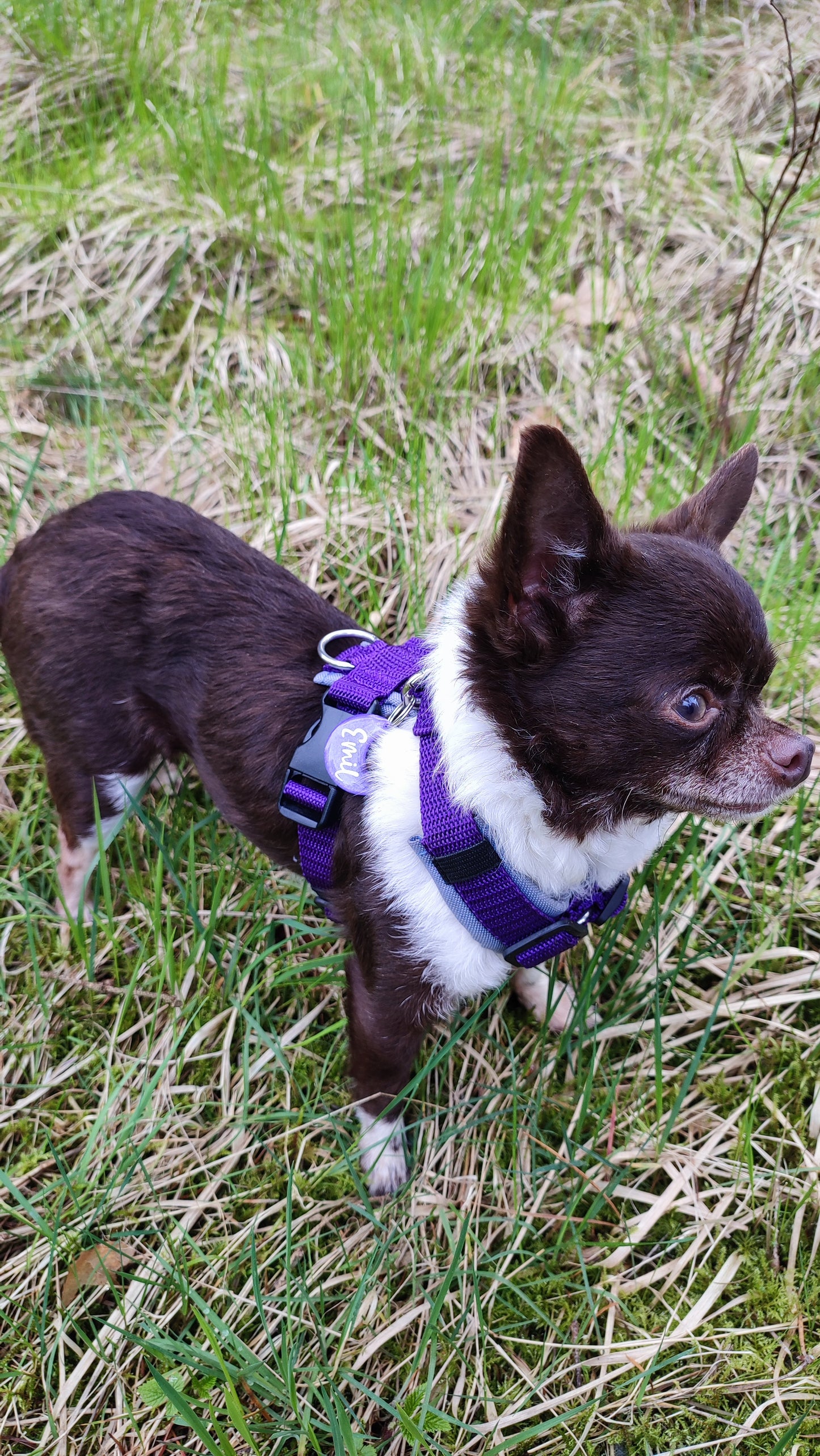 Hundemarke personalisiert Purple Moon