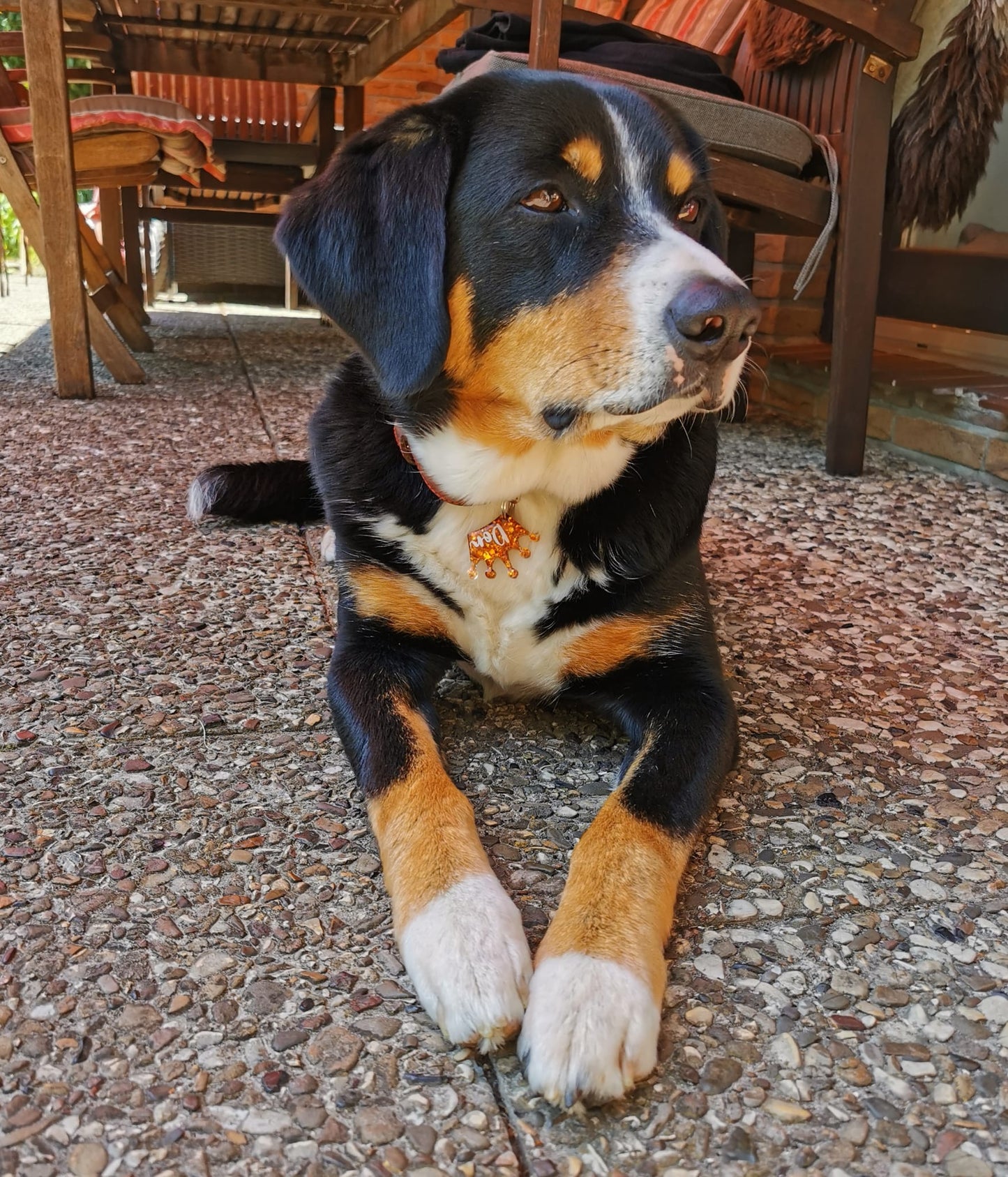 Hundemarke personalisiert King of Dogs
