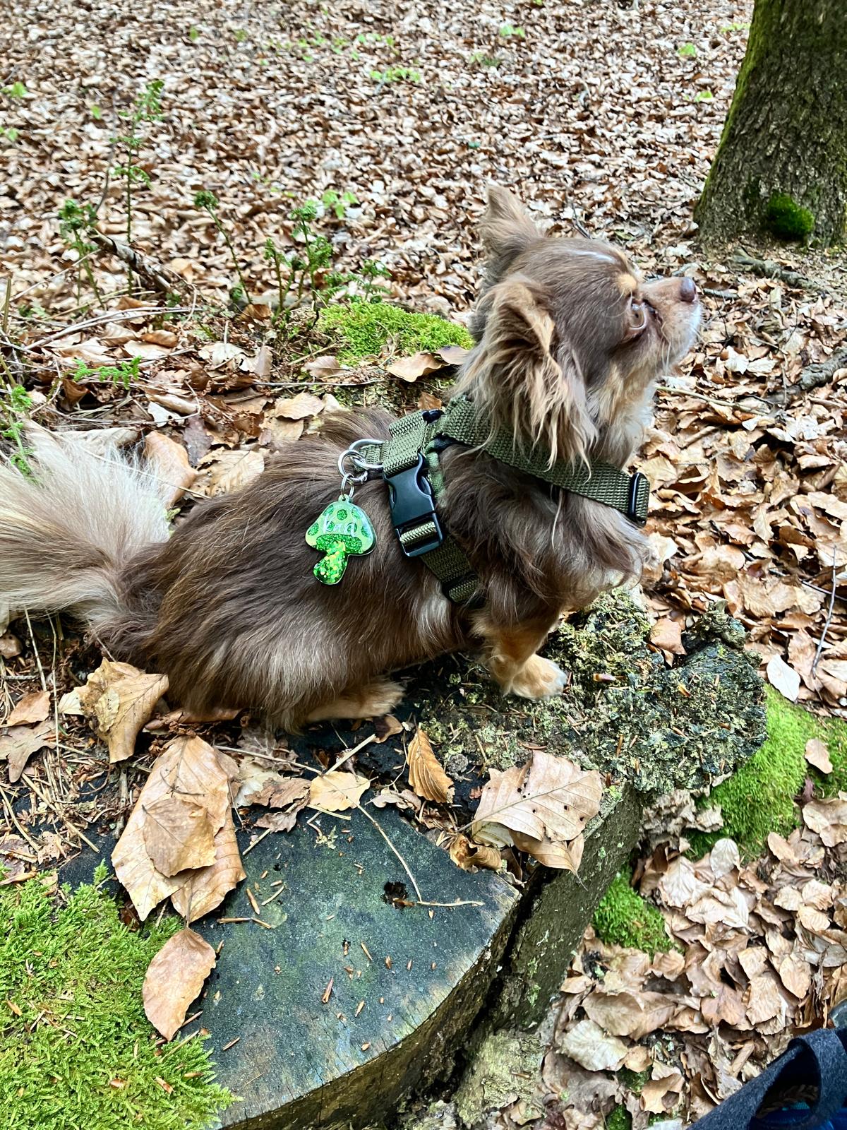 Hundemarke personalisiert Military Mashroom Sonder Edition