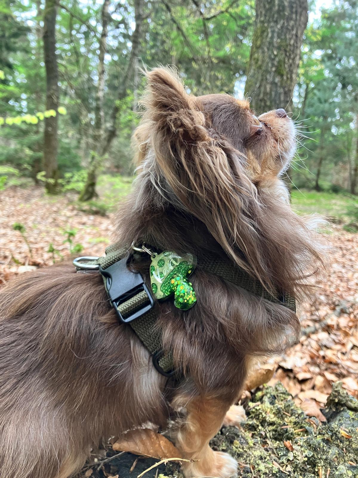 Hundemarke personalisiert Military Mashroom Sonder Edition