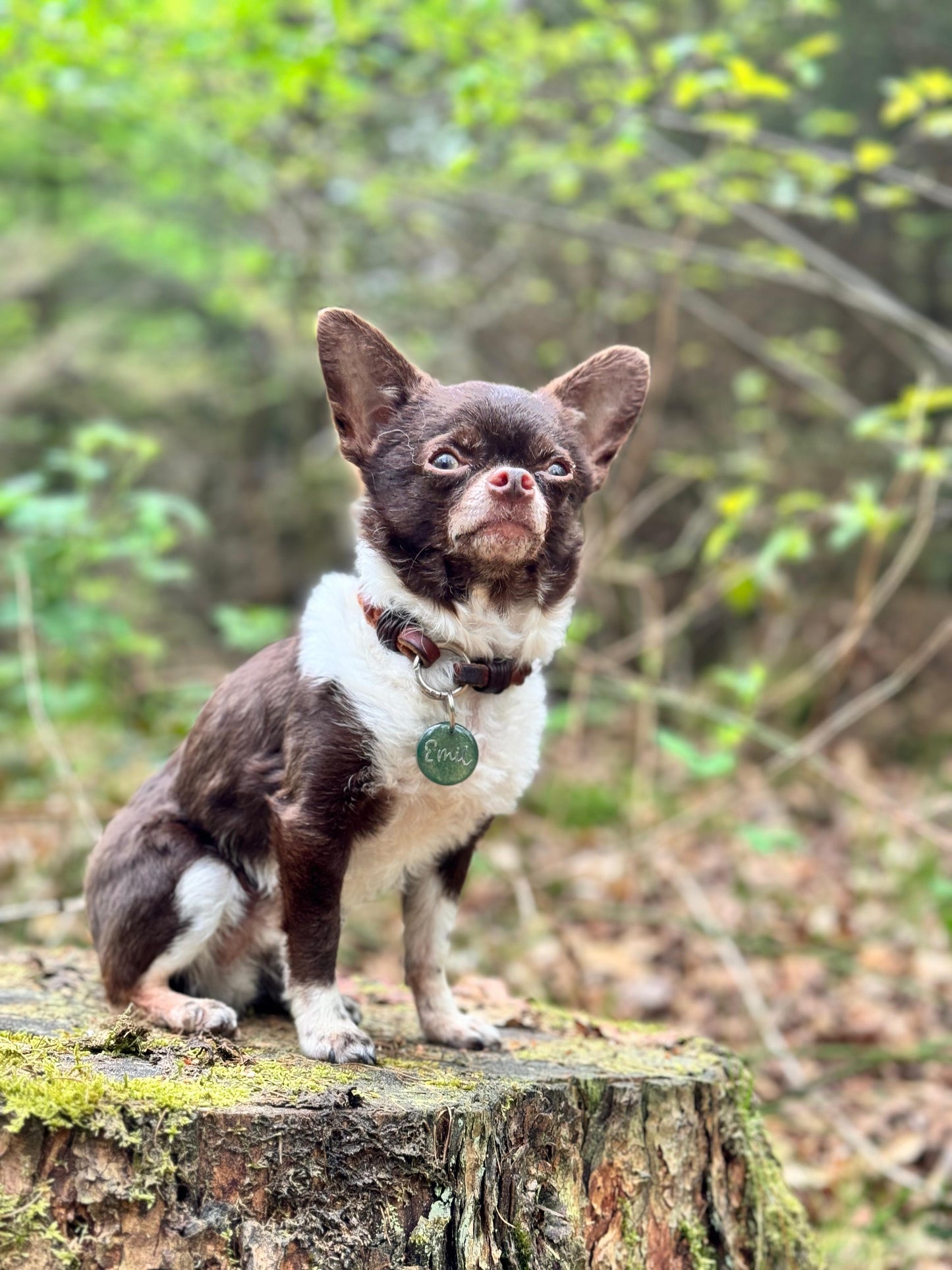 Hundemarke Oliv Mini