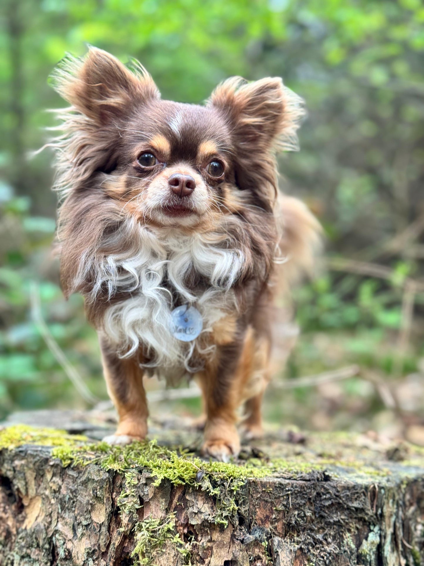 Hundemarke personalisiert Flower Mini