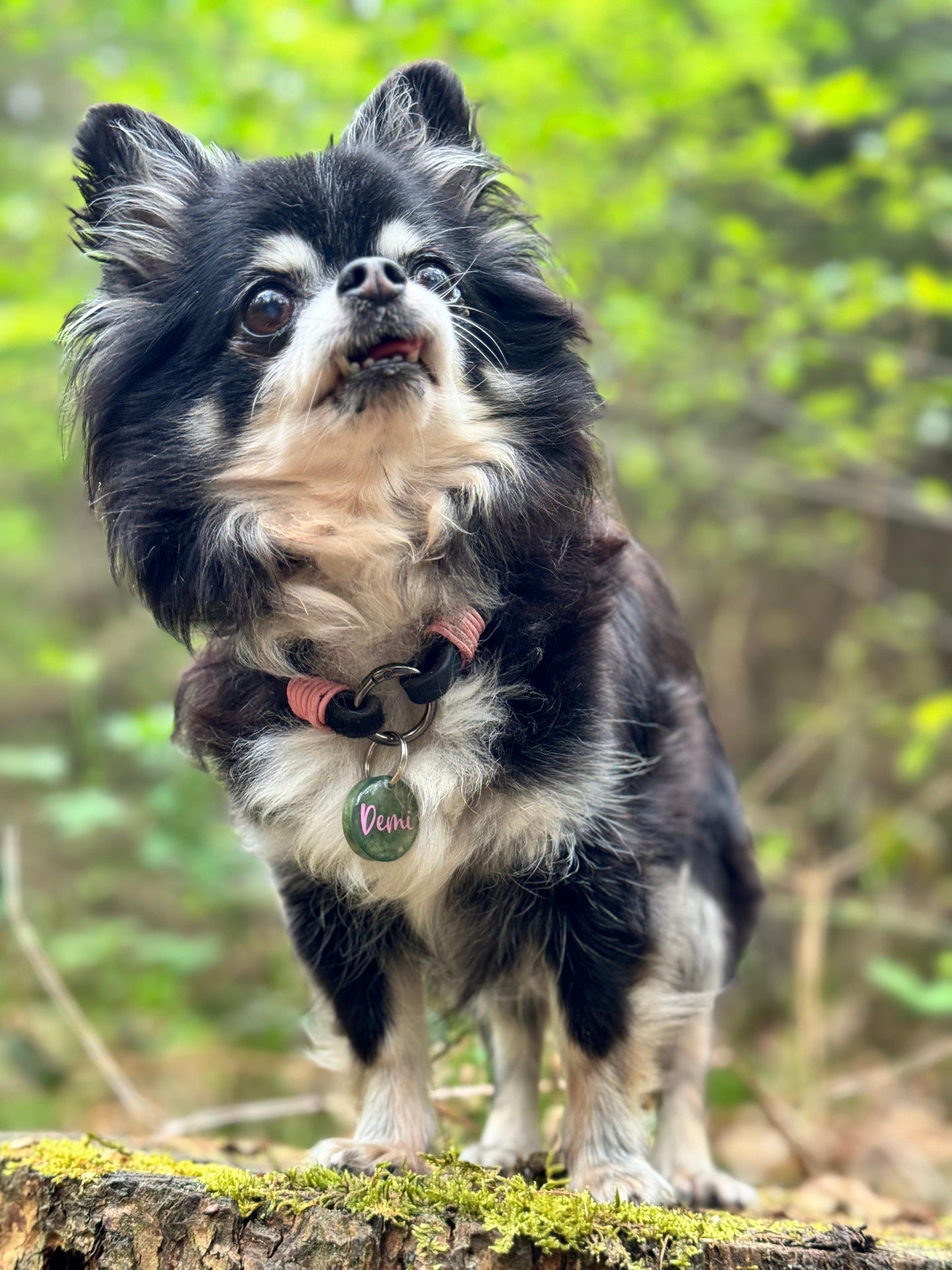 Hundemarke Oliv Mini