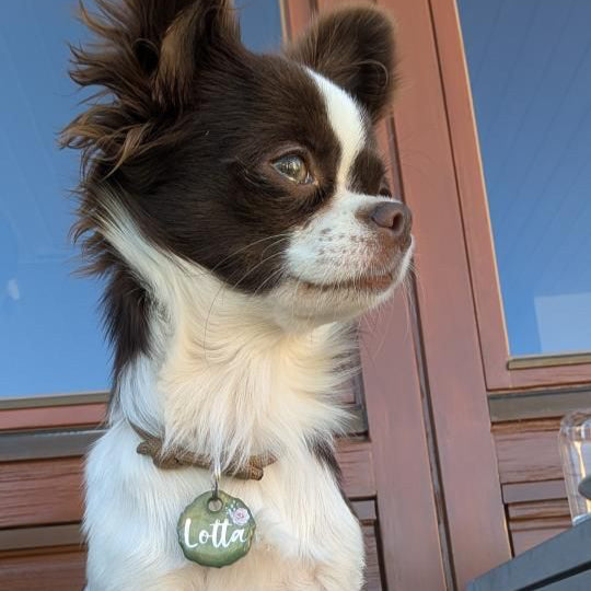 Chihuahua mit Hundemarke
